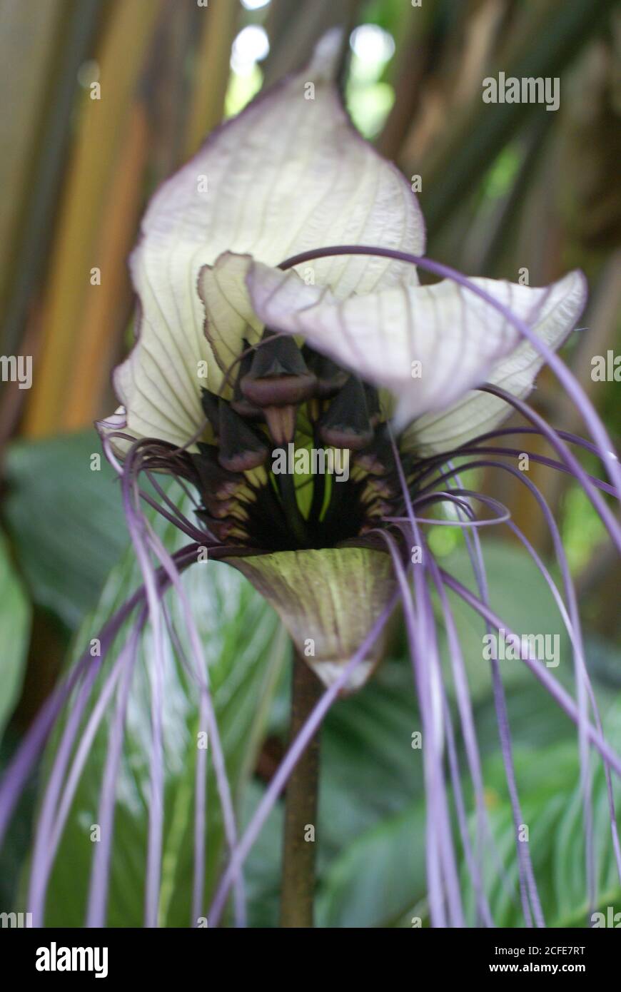 White Bat Plant, Tacca integrifolia, in flower at Cairns Botanic Gardens, North Queensland Stock Photo