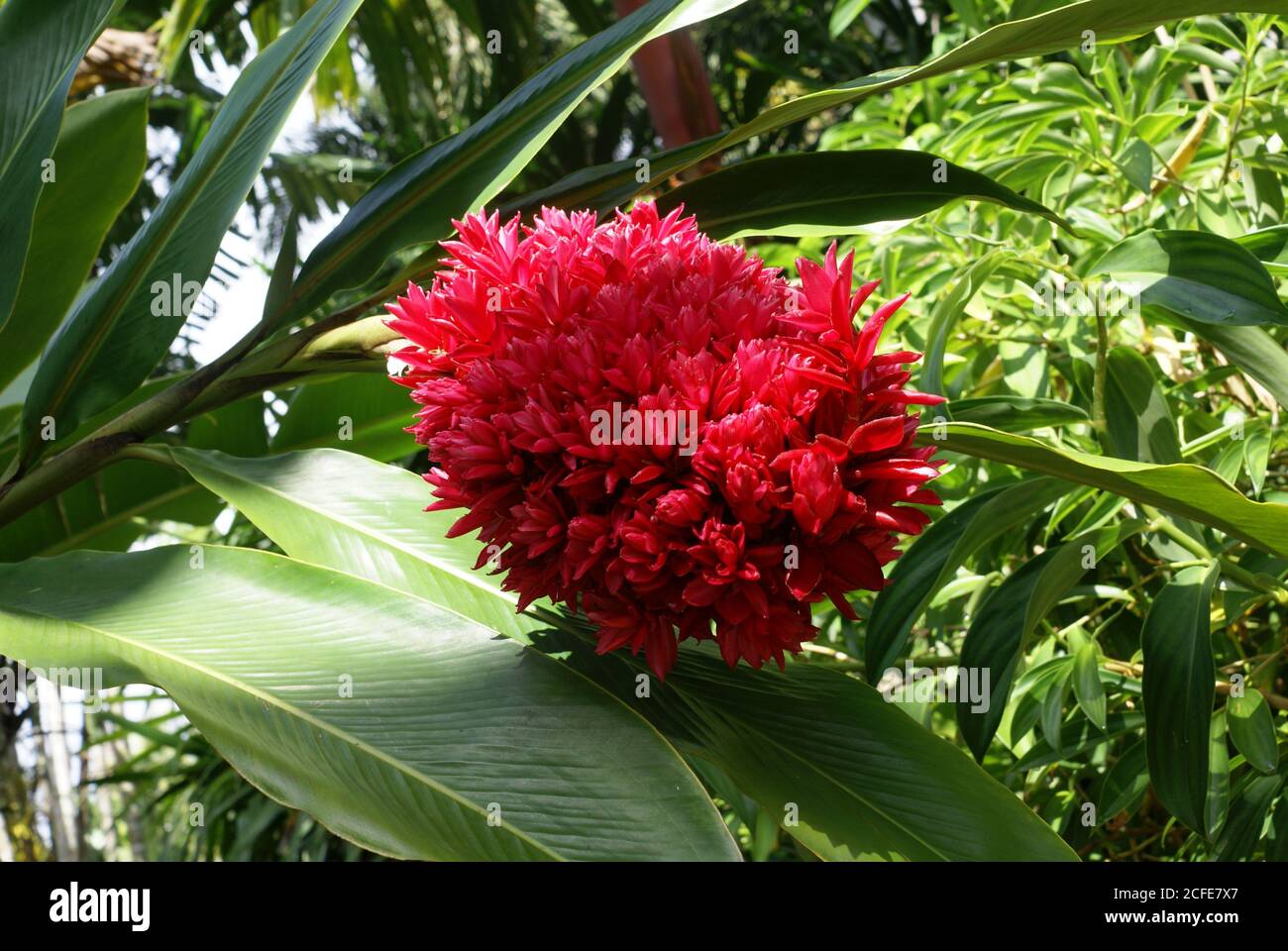 Red zingiberaceae alpinia purpurata cv tahitian ginger at the Cairns Flecker Botanic Gardens, North Queensland, Australia Stock Photo