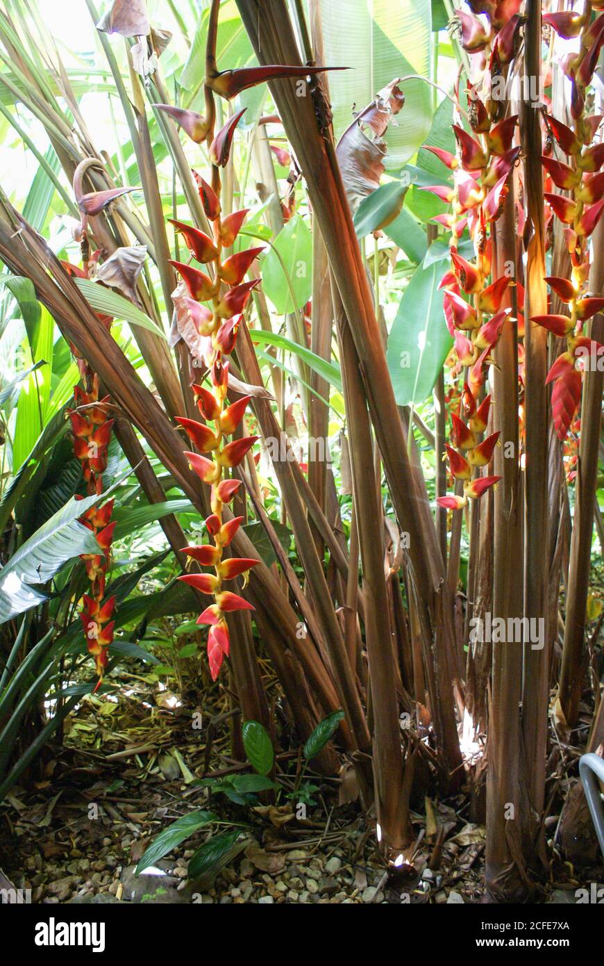 Beautiful long red and yellow flower of heliconia pogonantha var pogonantha in Cairns Flecker Botanic Gardens Stock Photo