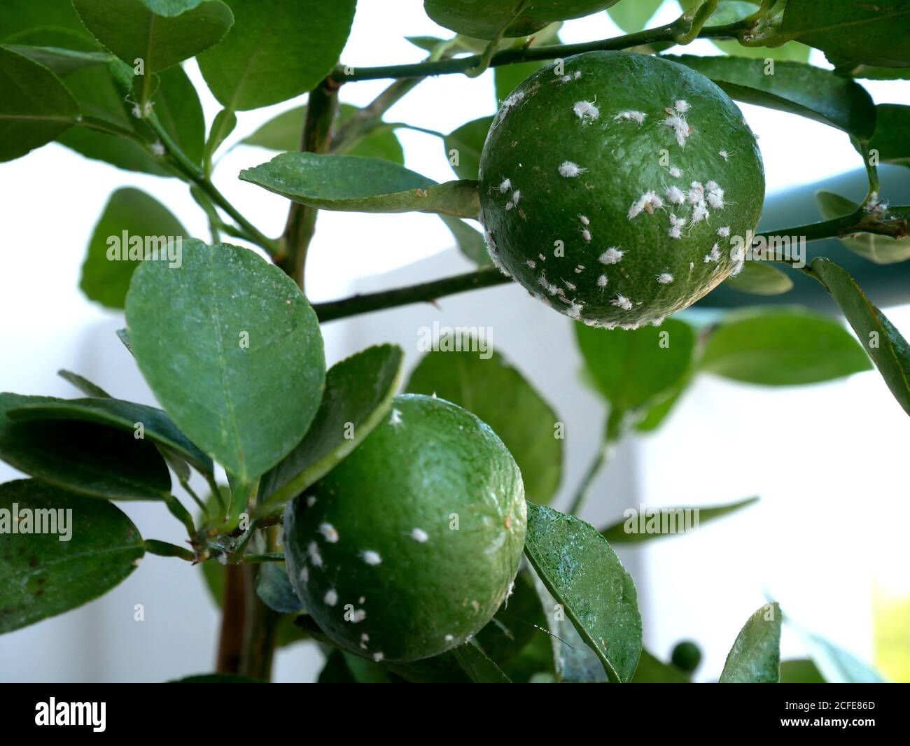 Mealybugs, considered pests on lemon tree. Mealybugs are insects in the family Pseudococcidae Stock Photo