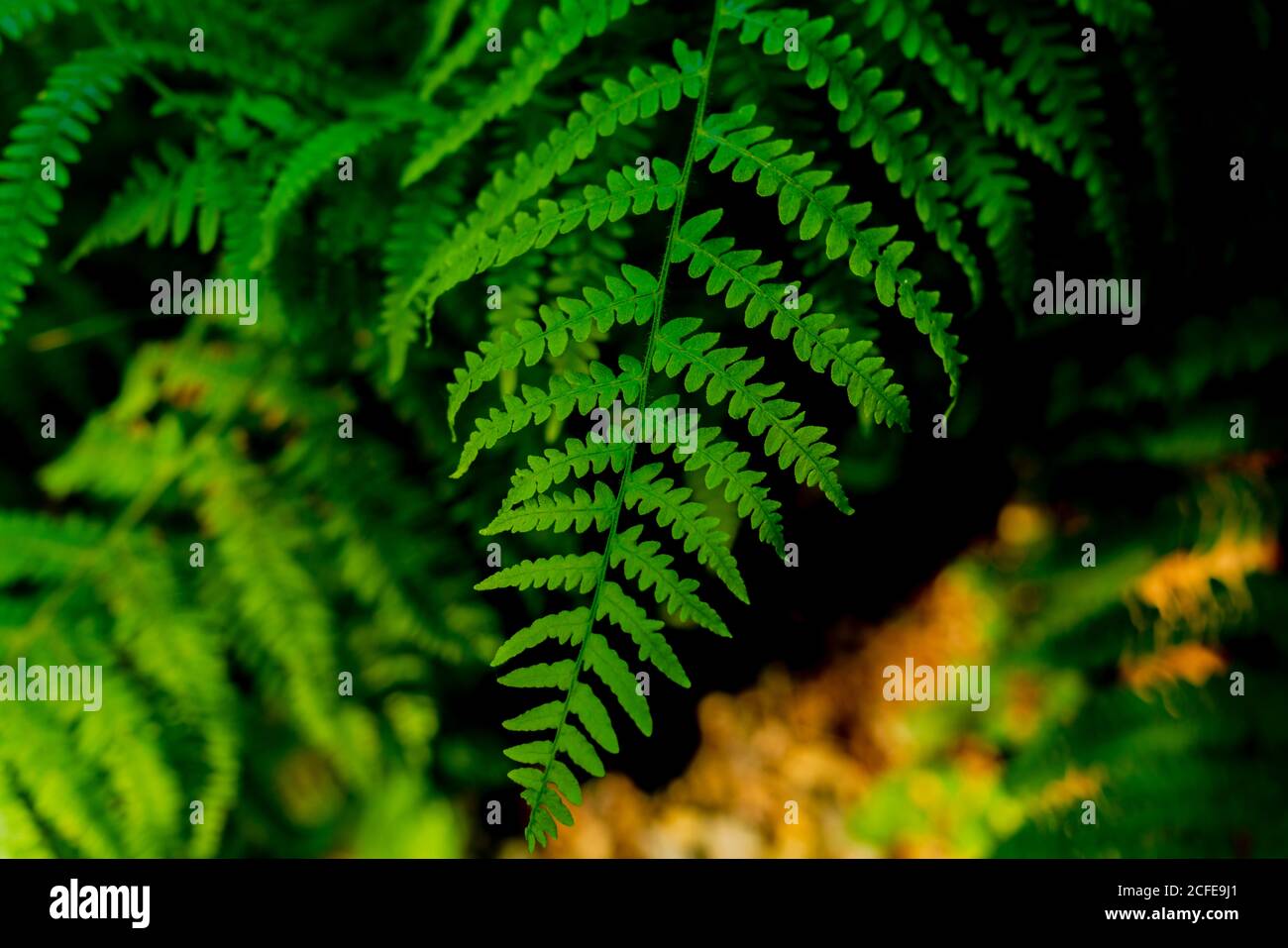 Green fern in the summer in the forest Stock Photo - Alamy