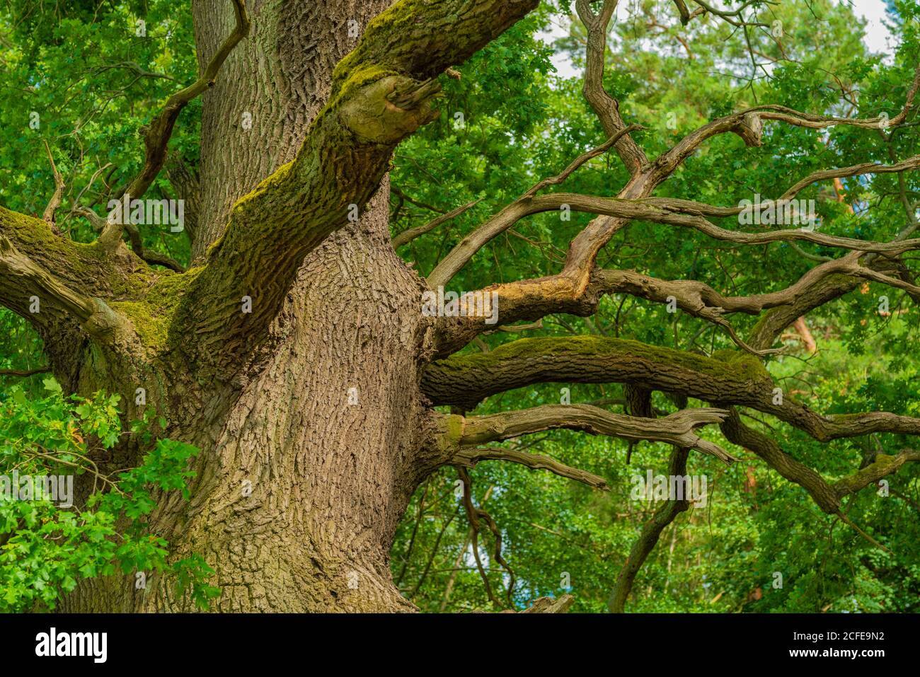 Old dead oak tree hires stock photography and images Alamy