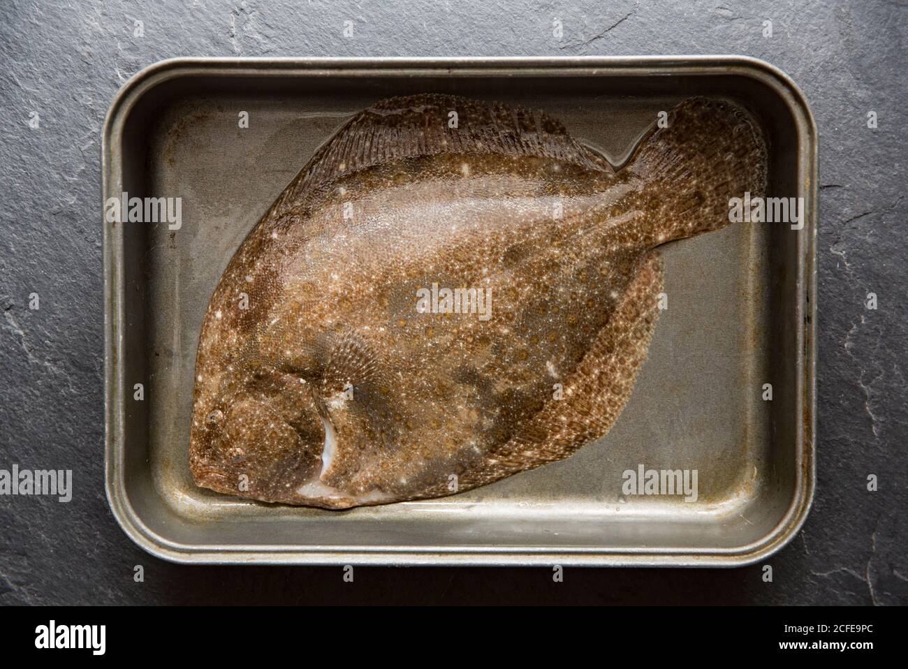 A whole raw, uncooked brill, Scophthalmus rhombus, that was caught in the English Channel. Devon England UK GB Stock Photo