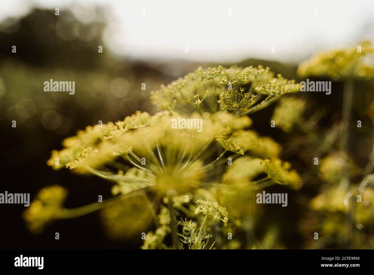 yellow flowering dill flowers graveolens Stock Photo Alamy