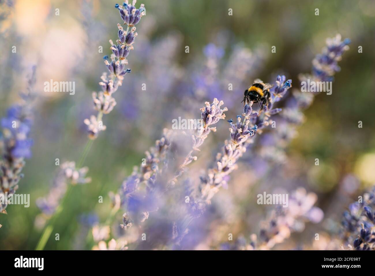 Bumblebee collects nectar from a lavender flower Stock Photo