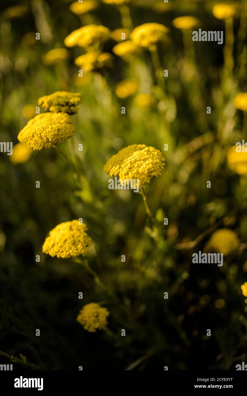 Blooming golden sheaf achillea filipendulina in summer hires stock