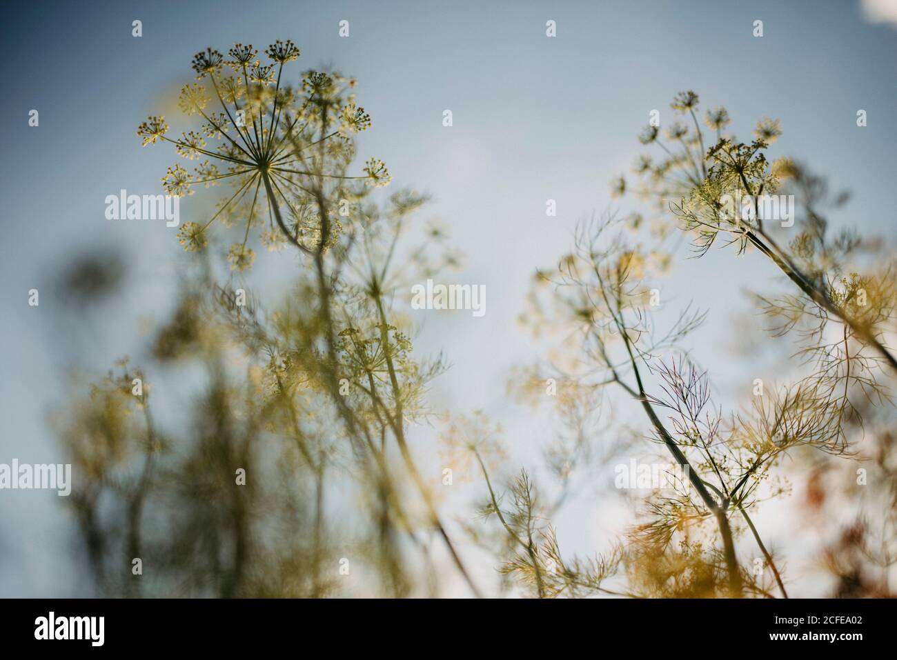 yellow flowering dill flowers graveolens Stock Photo Alamy