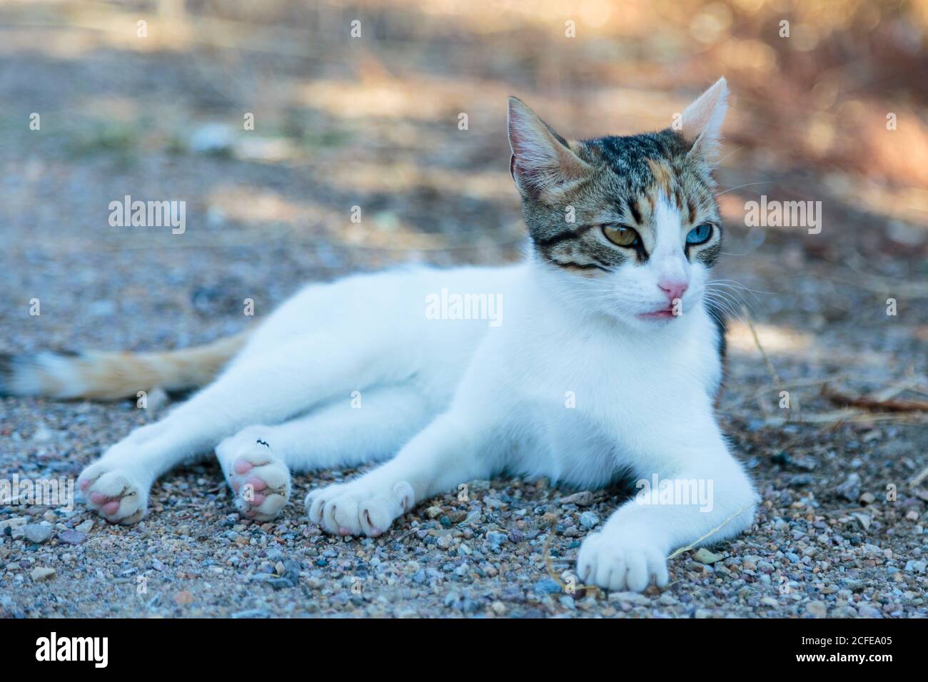 Young confident diferent color eyed cat lying down outdoors Stock Photo