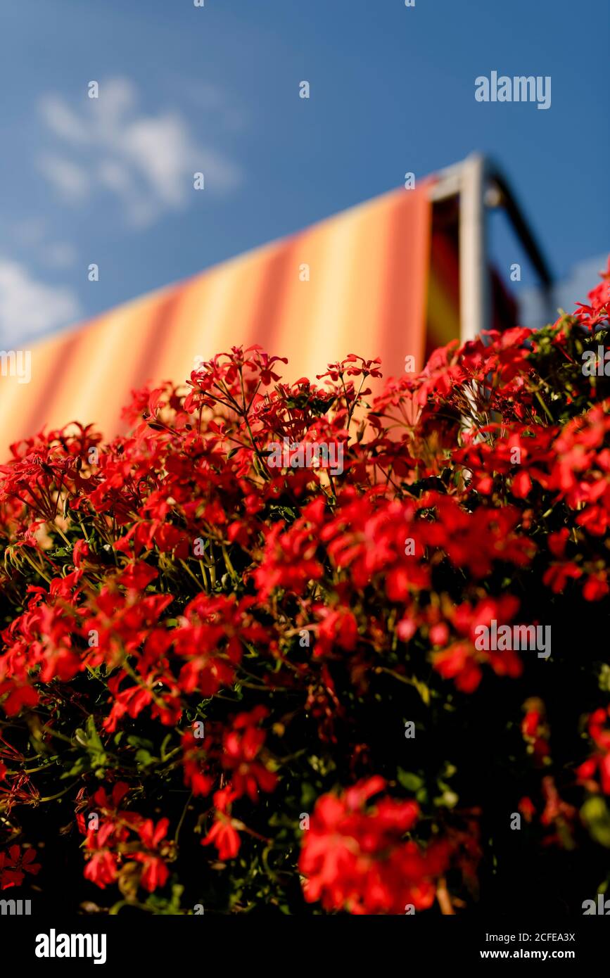 Balcony flowers with awning against a blue summer sky Stock Photo