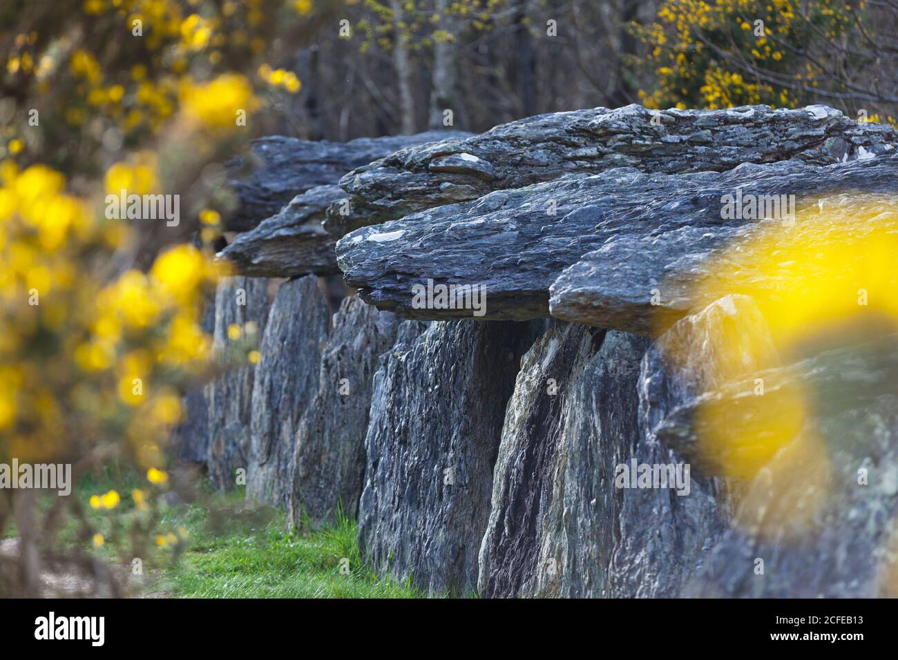 Relic from the megalithic period, the dolmens of Treal near the famous megalithic site of Saint Just in Brittany. Stock Photo