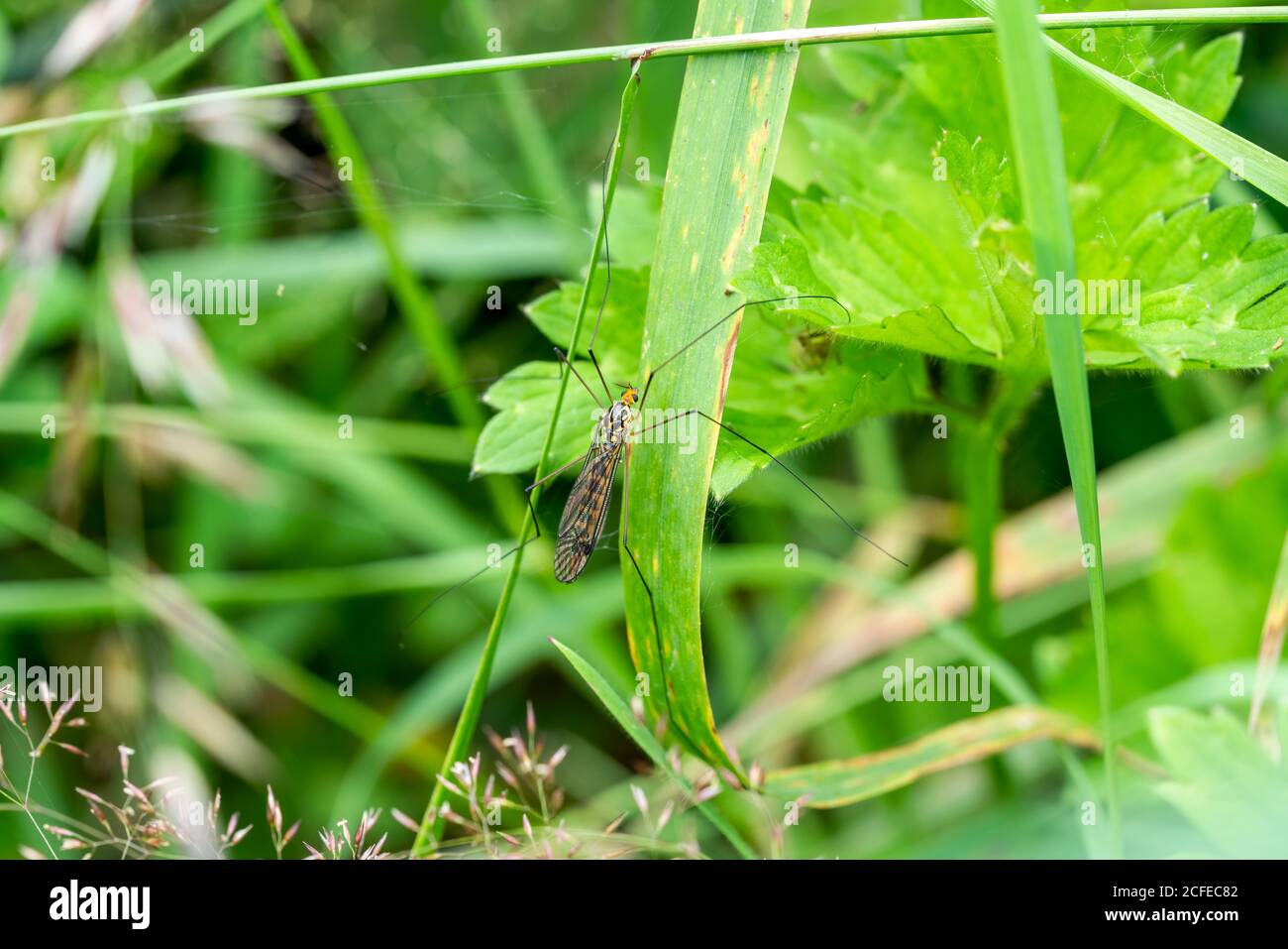cranefly Nephrotoma scalaris (family Tipulidae) with is legs outstretched a spring summer flying  insect stock photo image Stock Photo