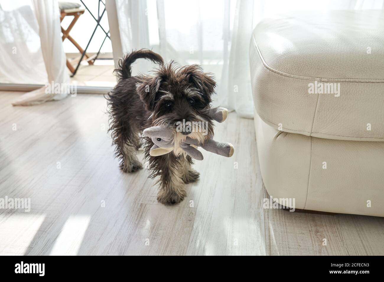 miniature schnauzer cuddly toy