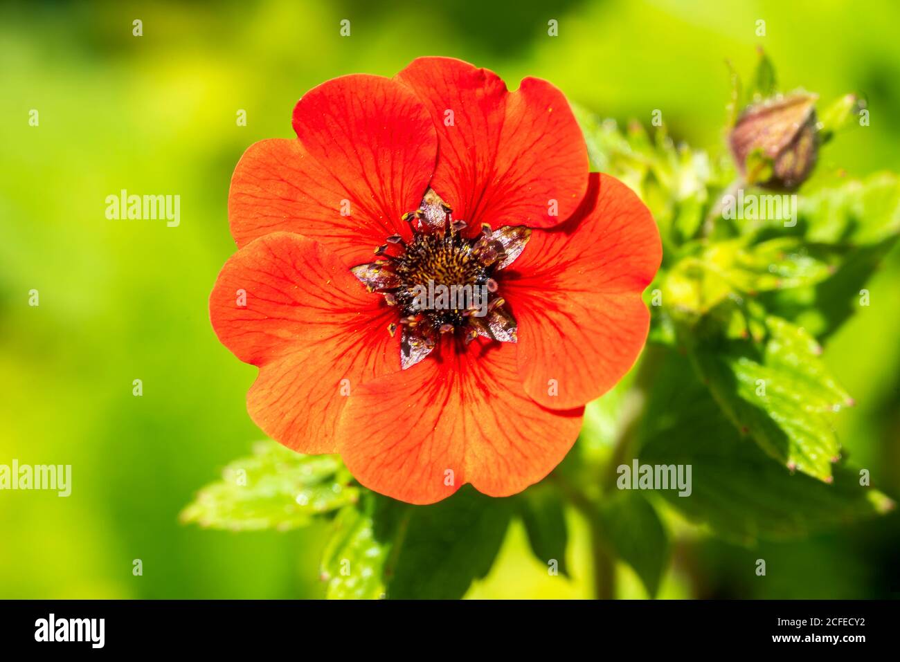 Potentilla 'Gibson's Scarlet' a red summer flower plant commonly known as cinquefoil stock photo image Stock Photo