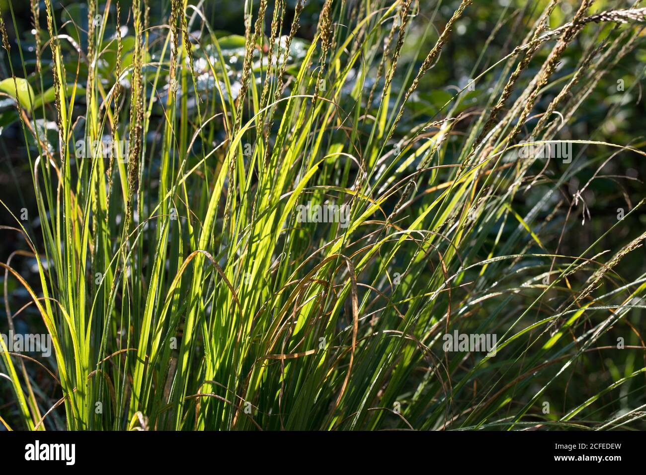 sedge grass in forest closeup selective focus Stock Photo