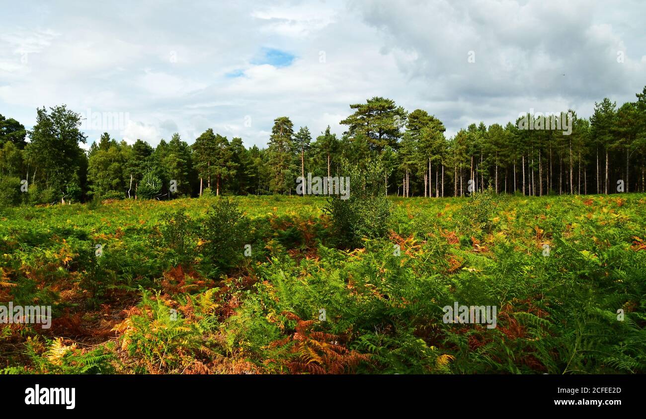 View of evergreen trees and bracken on the UFO Trail in Rendlesham Forest, Suffolk, UK Stock Photo