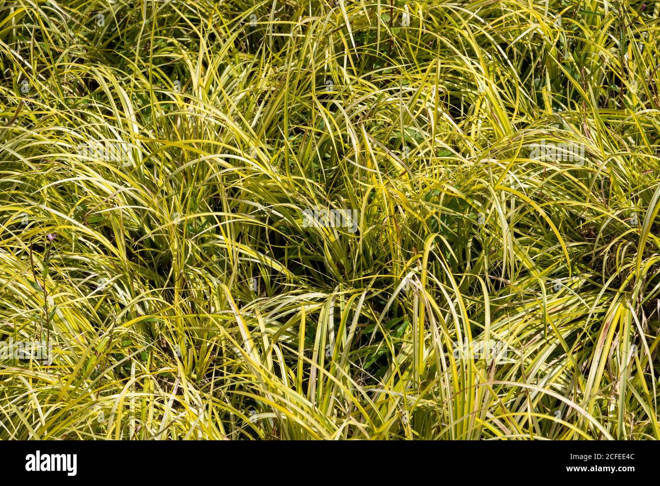 Acorus gramineus 'Oron' an evergreen plant commonly known as Japanese sweet flag or Golden Japanes Rush stock photo image Stock Photo