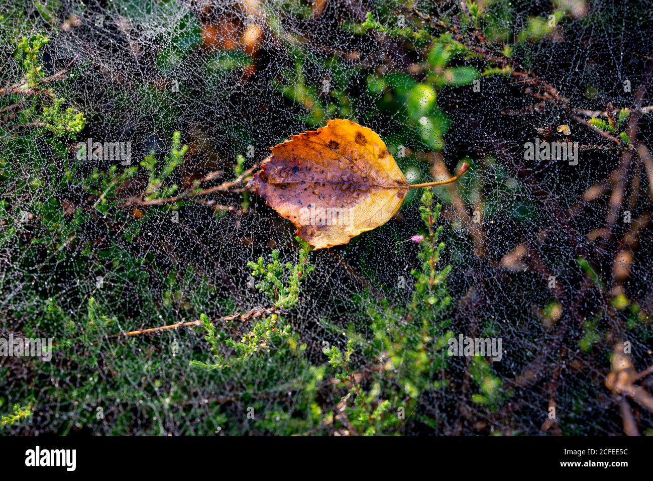 orange birch leaf on cobweb closeup selective focus Stock Photo