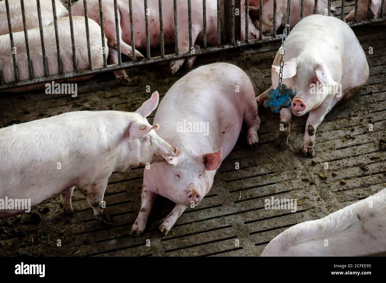 Ense, North Rhine-Westphalia, Germany - Modern fattening stable, the modern pigsty provides more animal welfare, among other things through more Stock Photo