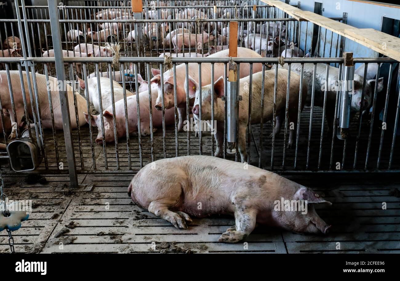 Ense, North Rhine-Westphalia, Germany - Modern fattening stable, the modern pigsty provides more animal welfare, among other things through more Stock Photo