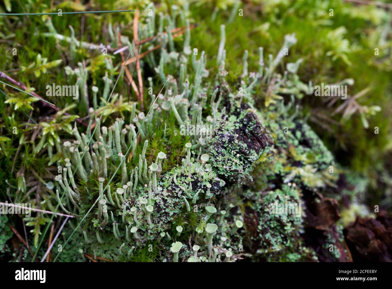 tree stump covered with lichen and moss closeup selective focus Stock Photo