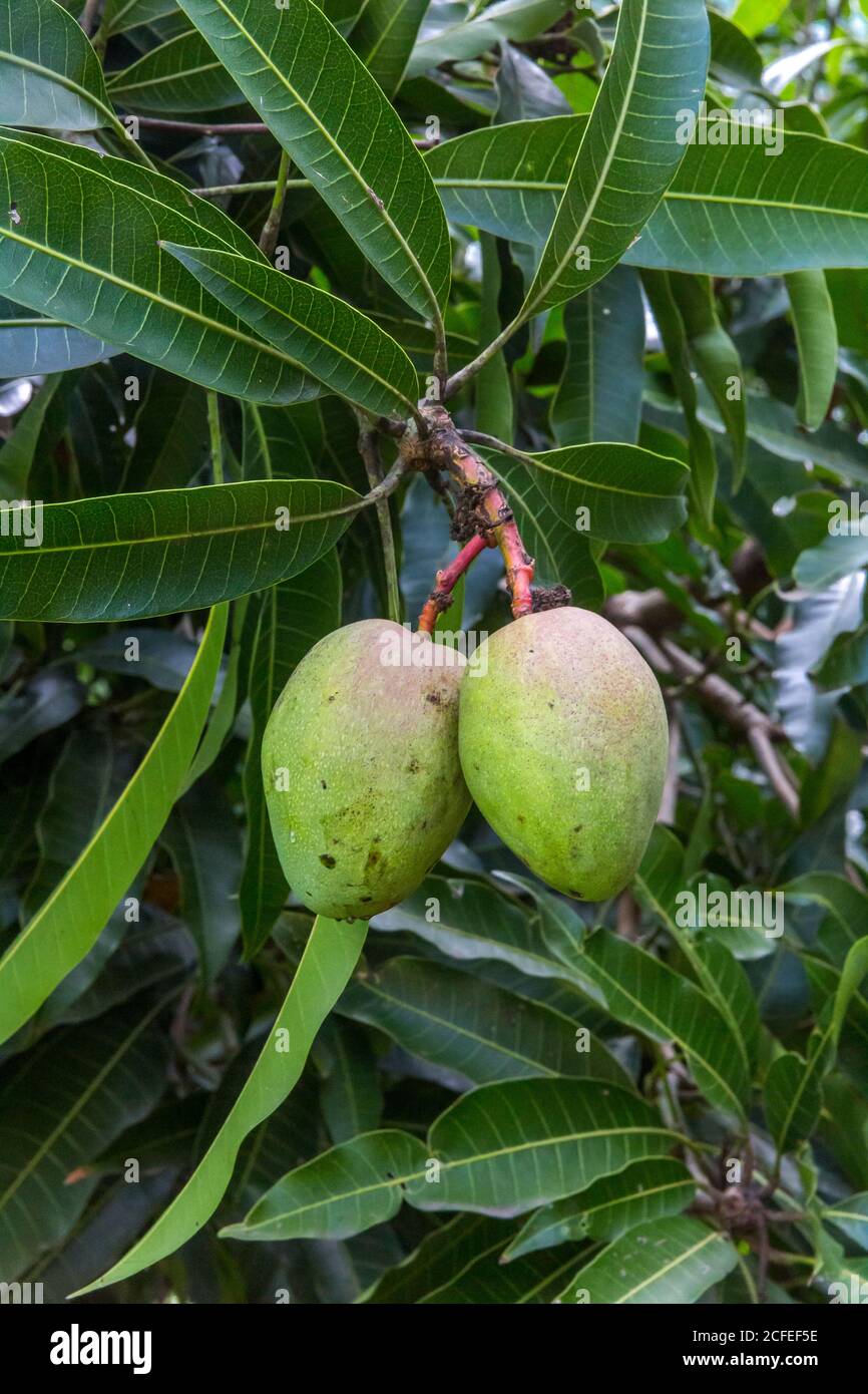 Mango tree with fruit, vanilla plantation, Plantation de la Vanille