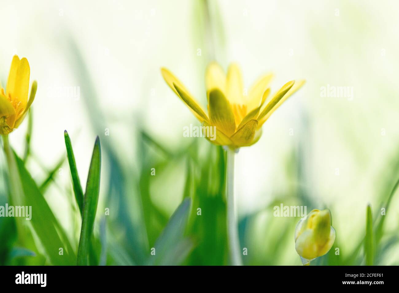 Close-up of delicate yellow flowers in the grass in spring Stock Photo