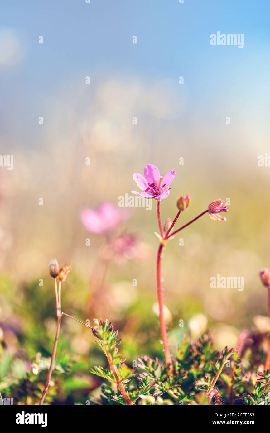 Delicate little pink flowers in spring on the meadow, close-up Stock Photo