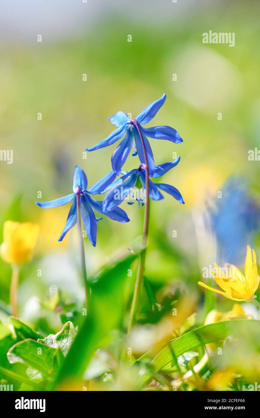 Delicate little blue and yellow flowers on your meadow in spring at Easter Stock Photo