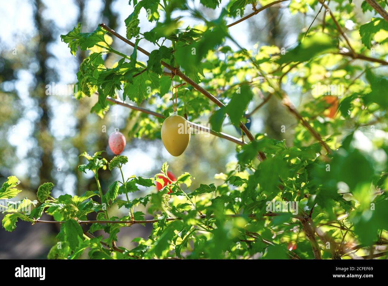 Easter decoration on the bush in the garden, Stock Photo