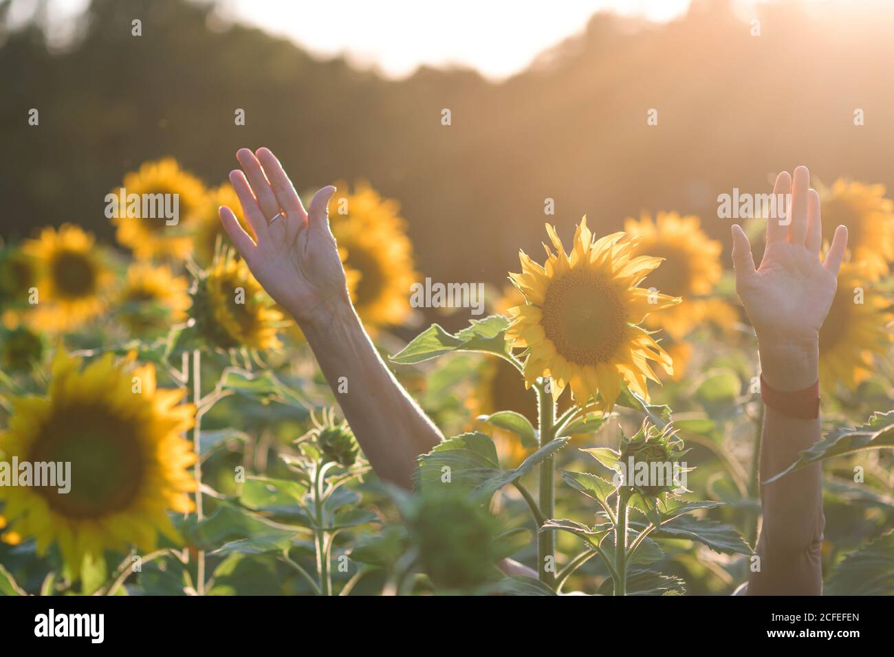 Field with sunflowers and outstretched arms between the flower heads Stock Photo