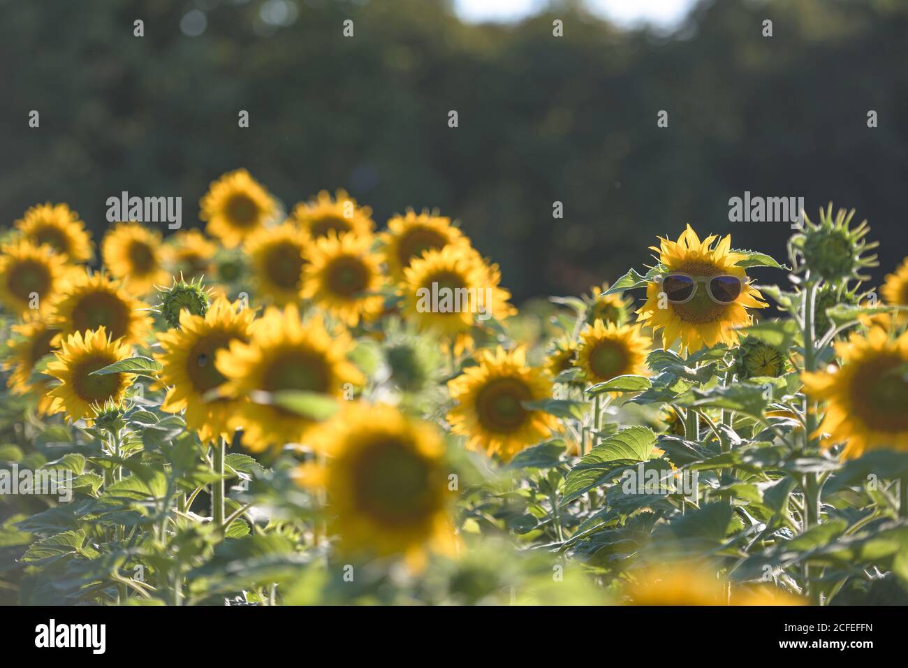 Field with blooming sunflowers grown in a row-eoin sunflower head wearing sunglasses Stock Photo