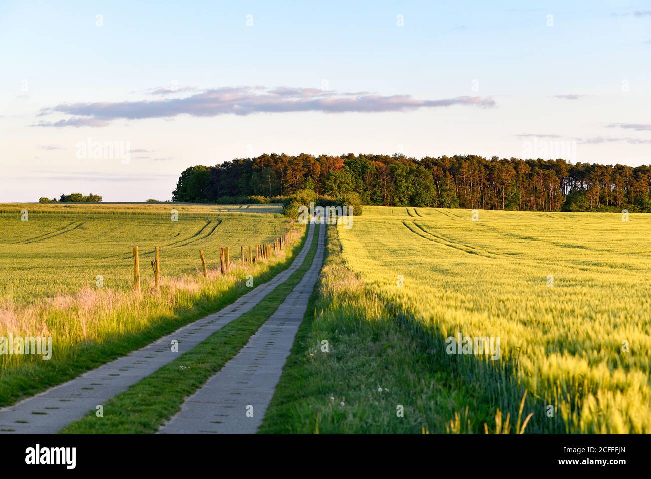 Empty path between 2 grain fields in summer with a small forest on the horizon Stock Photo