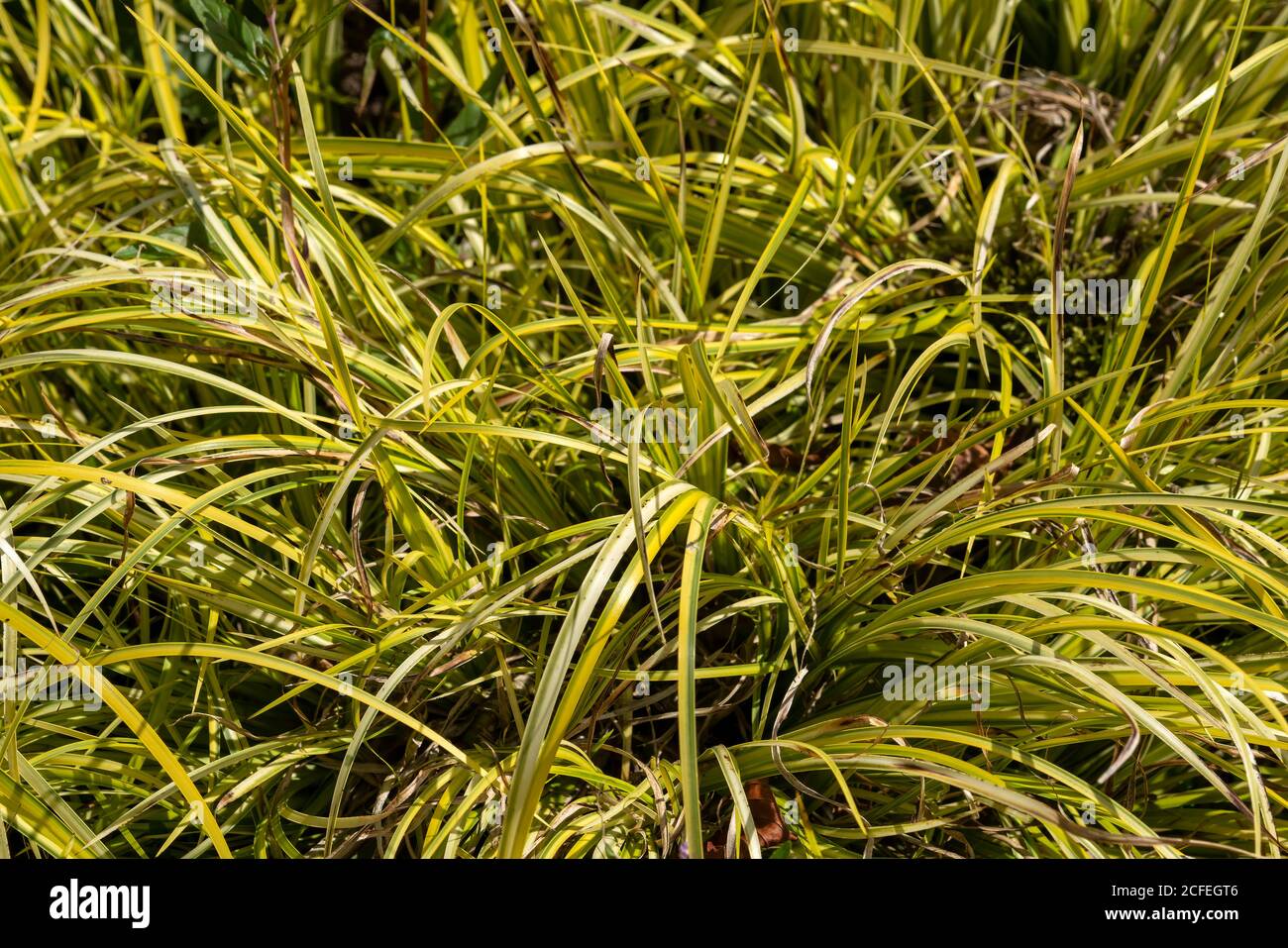 Acorus gramineus 'Oron' an evergreen plant commonly known as Japanese sweet flag or Golden Japanes Rush stock photo image Stock Photo