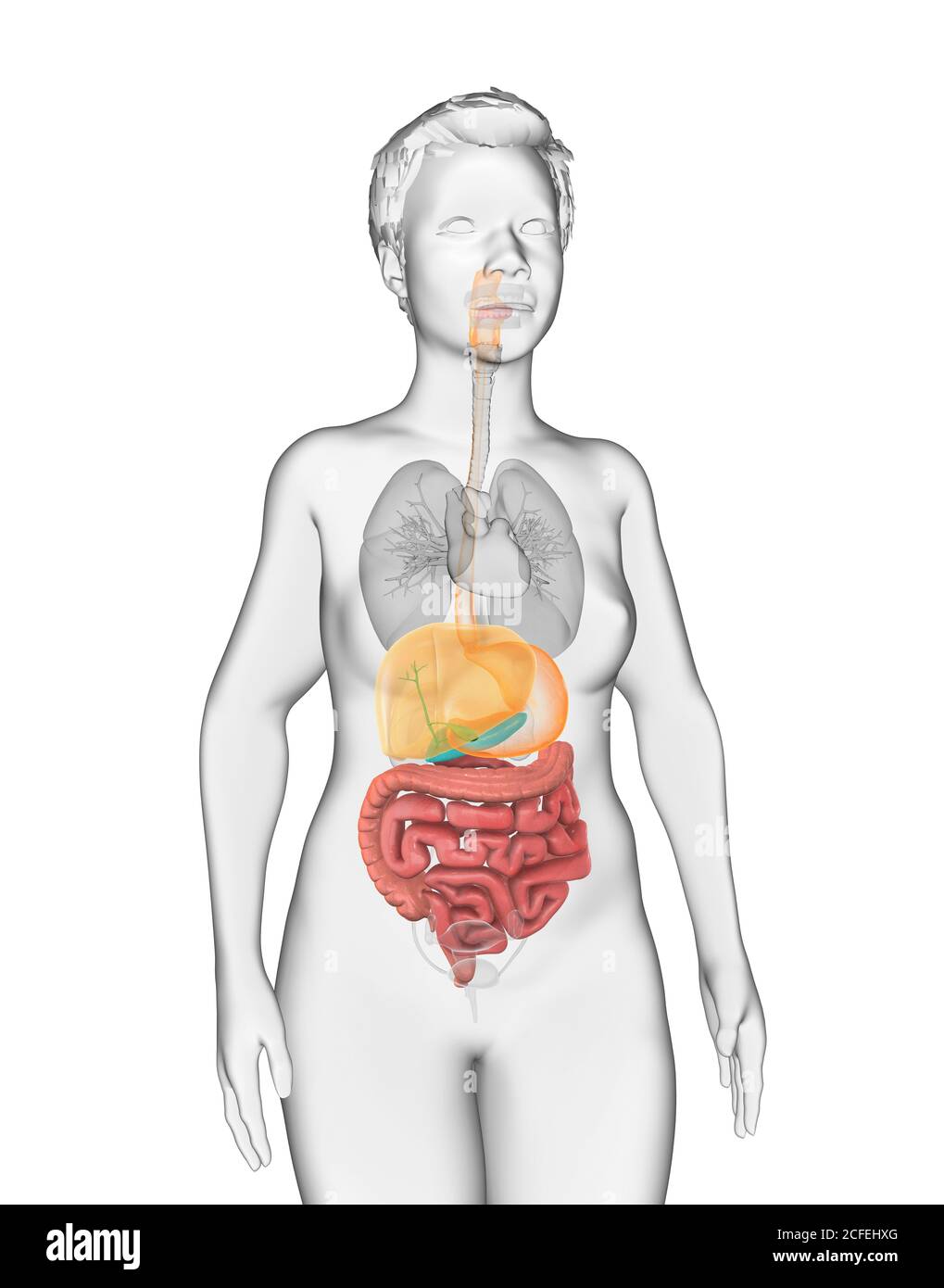 Digestive system drawing hi-res stock photography and images - Alamy