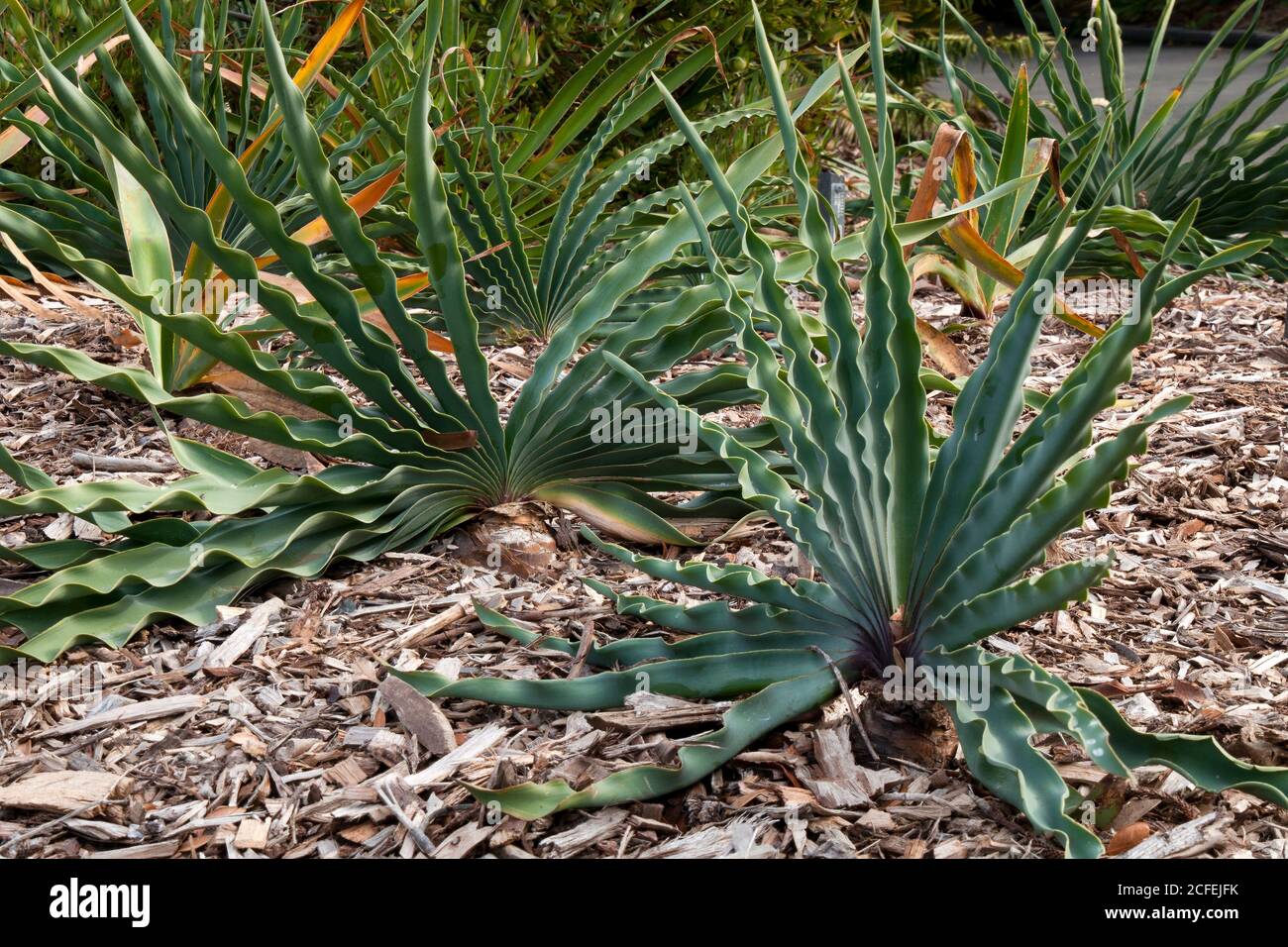 Sydney Australia,  garden bed of Boophone disticha or tumbleweed a fan shaped plant Stock Photo