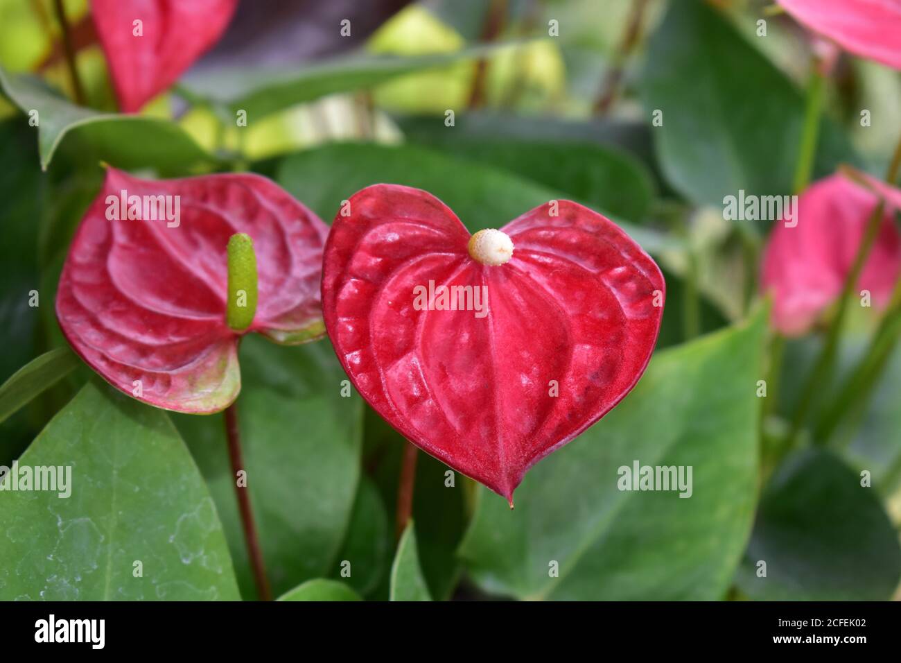 Painters palette plant hires stock photography and images Alamy
