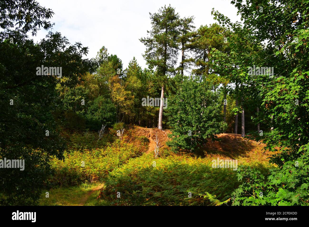 View from the UFO Trail in Rendlesham Forest, Suffolk, UK Stock Photo