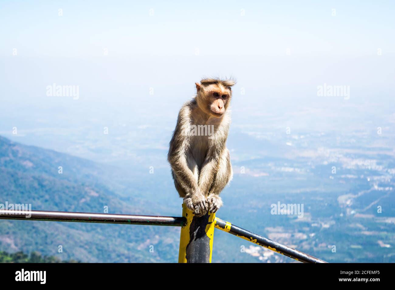 Monkey is a common name that may refer to groups or species of mammals Stock Photo