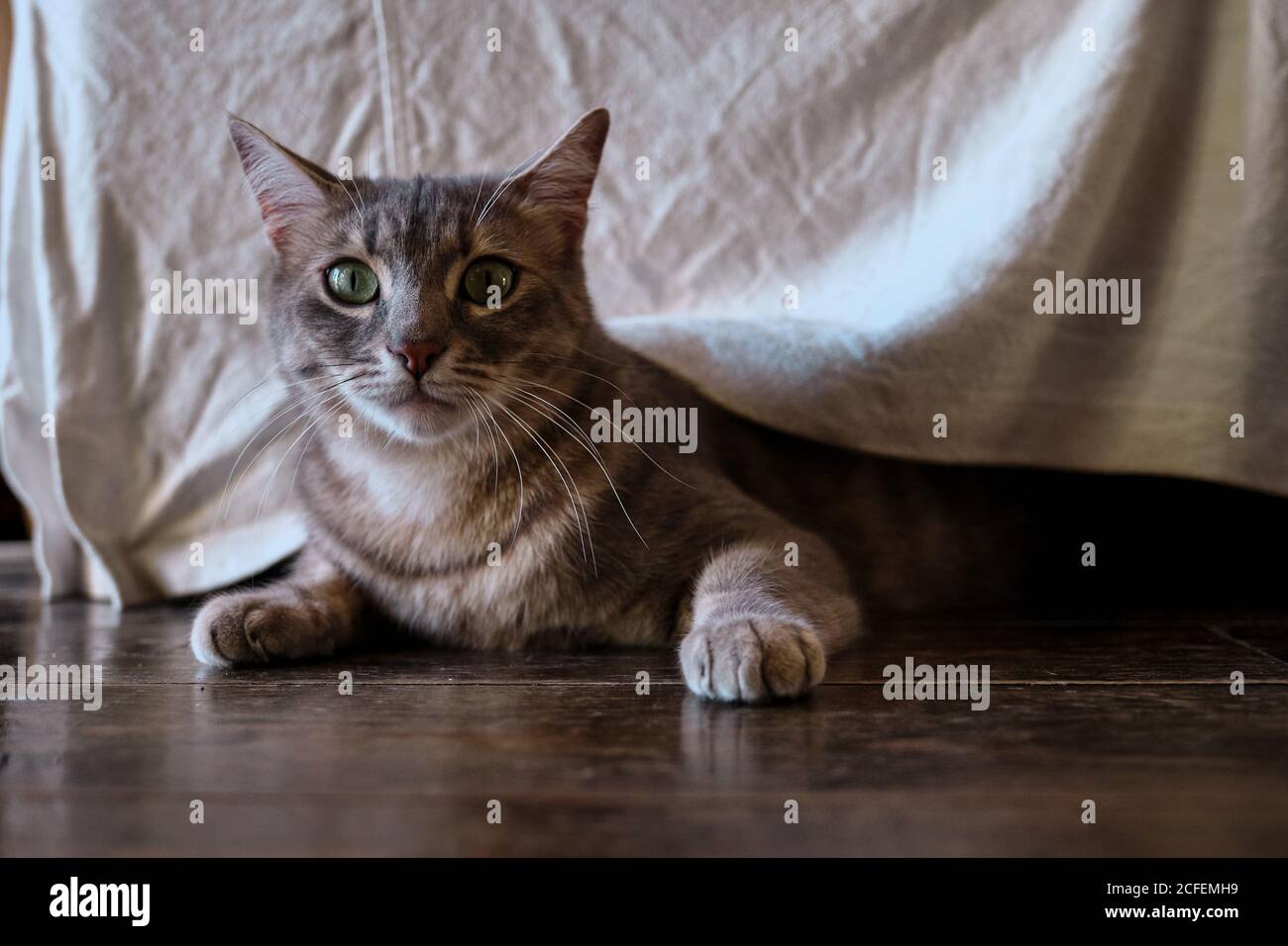 Cute gray cat with mackerel stripes in hunting and playing mood with body low to wooden floor under furniture at home Stock Photo