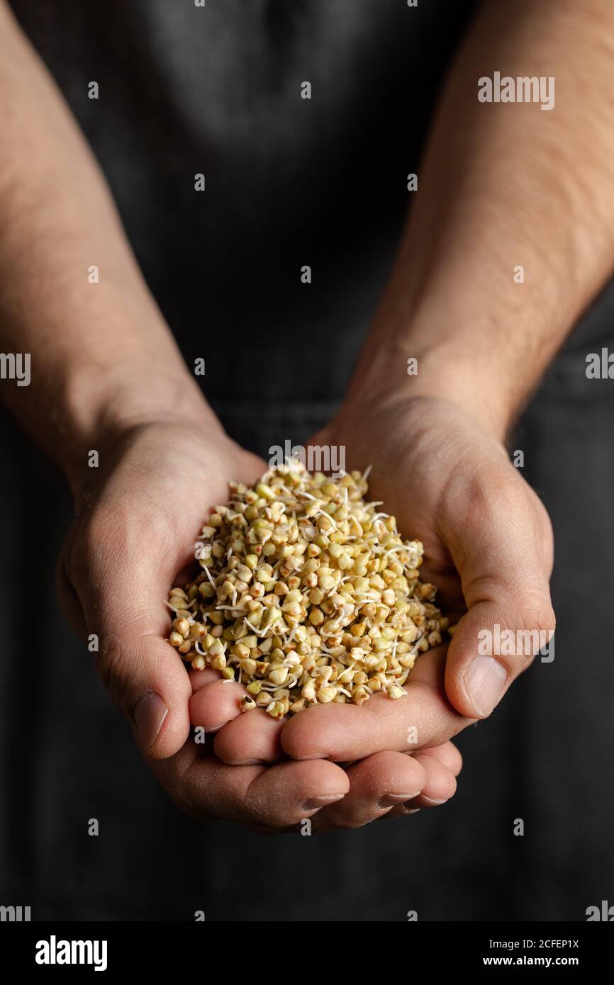 Crop male baker in black apron holding whole wheat sprouts for healthy