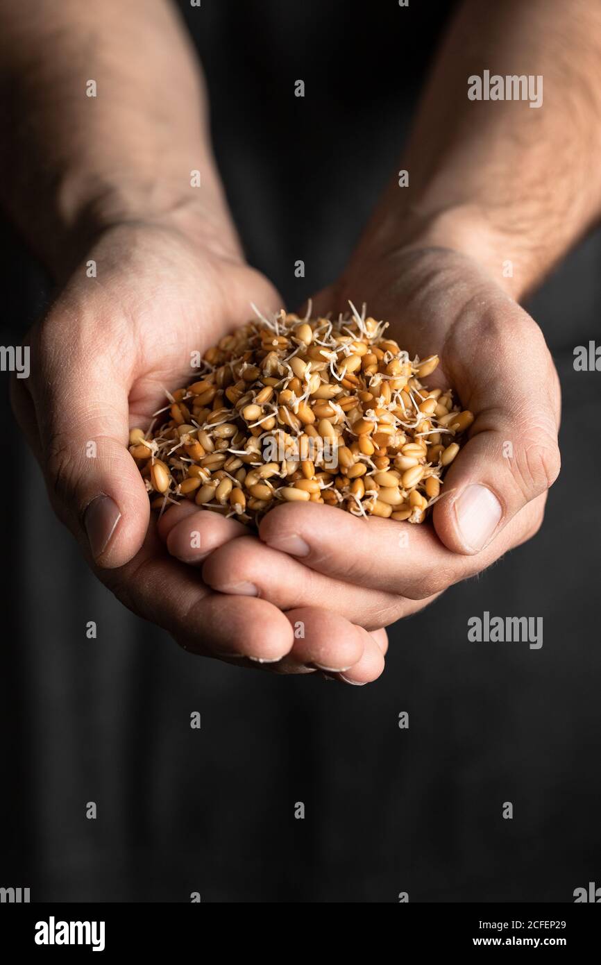 Crop male baker in black apron holding whole wheat sprouts for healthy