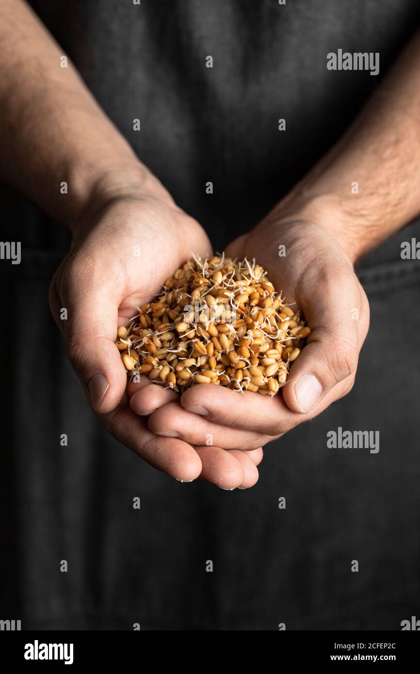 Crop male baker in black apron holding whole wheat sprouts for healthy