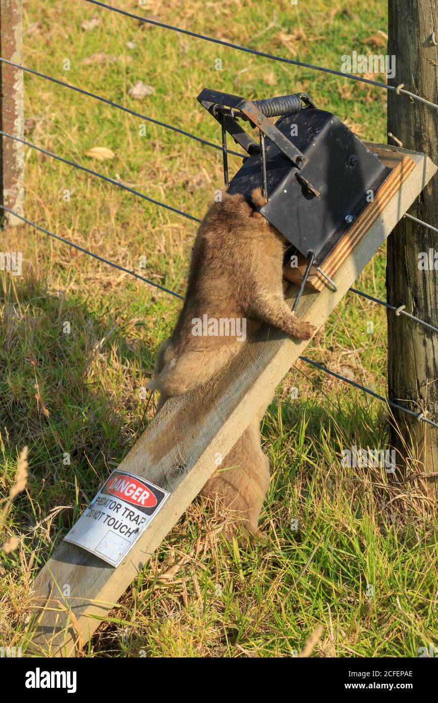 A dead Australian brushtail possum caught in a trap. Photographed in New Zealand, where these animals are a major agricultural pest Stock Photo