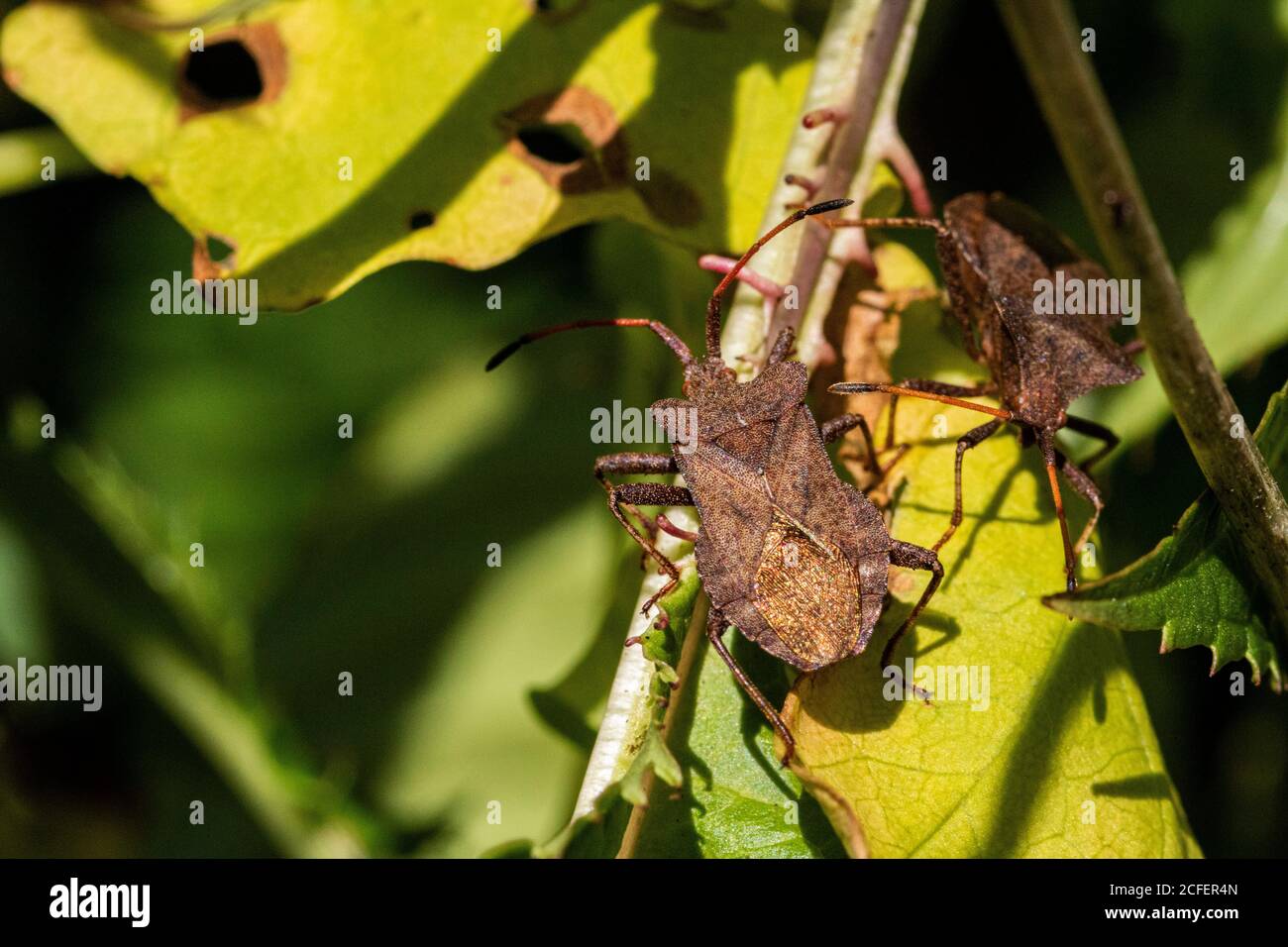 Two Common Green Shield Bugs (Palomena prasina) in Winter Colour on the Woodland Floor. Stock Photo