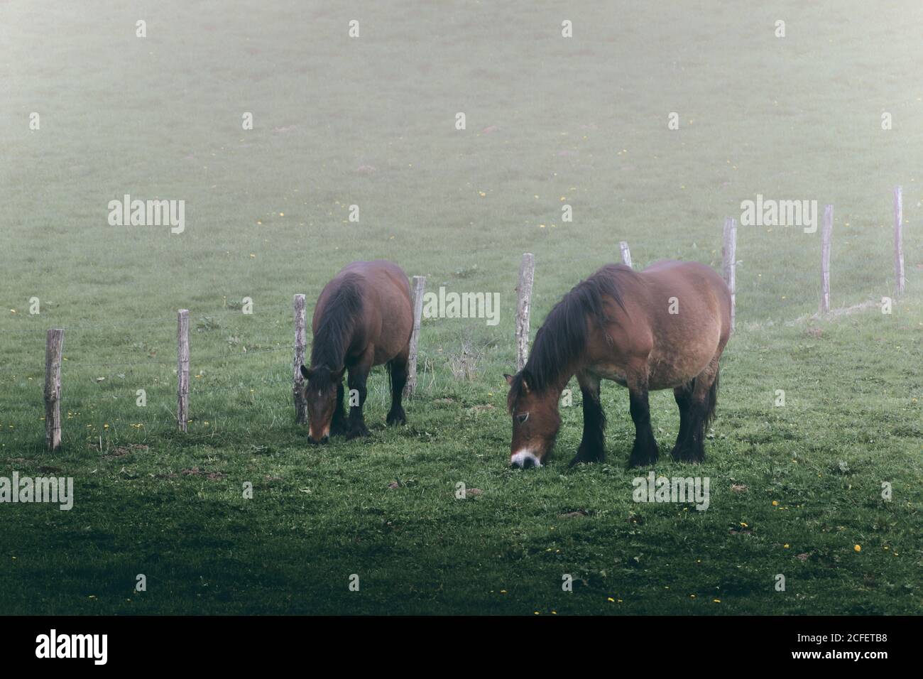 Amazing horses with chestnut colored coat standing on foggy background of nature Stock Photo