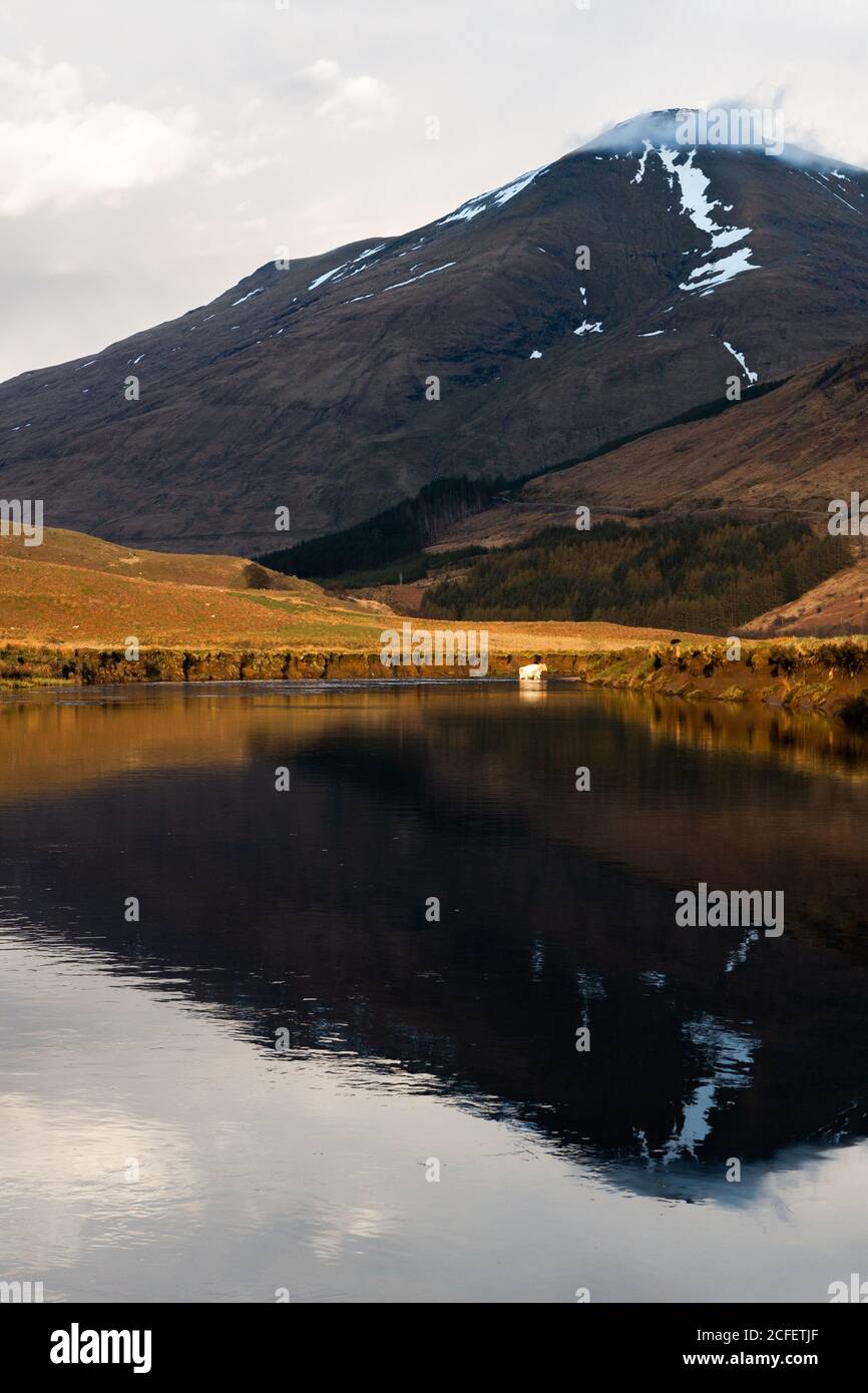 Picturesque countryside landscape with cows grazing on green grass near calm river against mountain in sunny spring day in Scottish Highlands Stock Photo