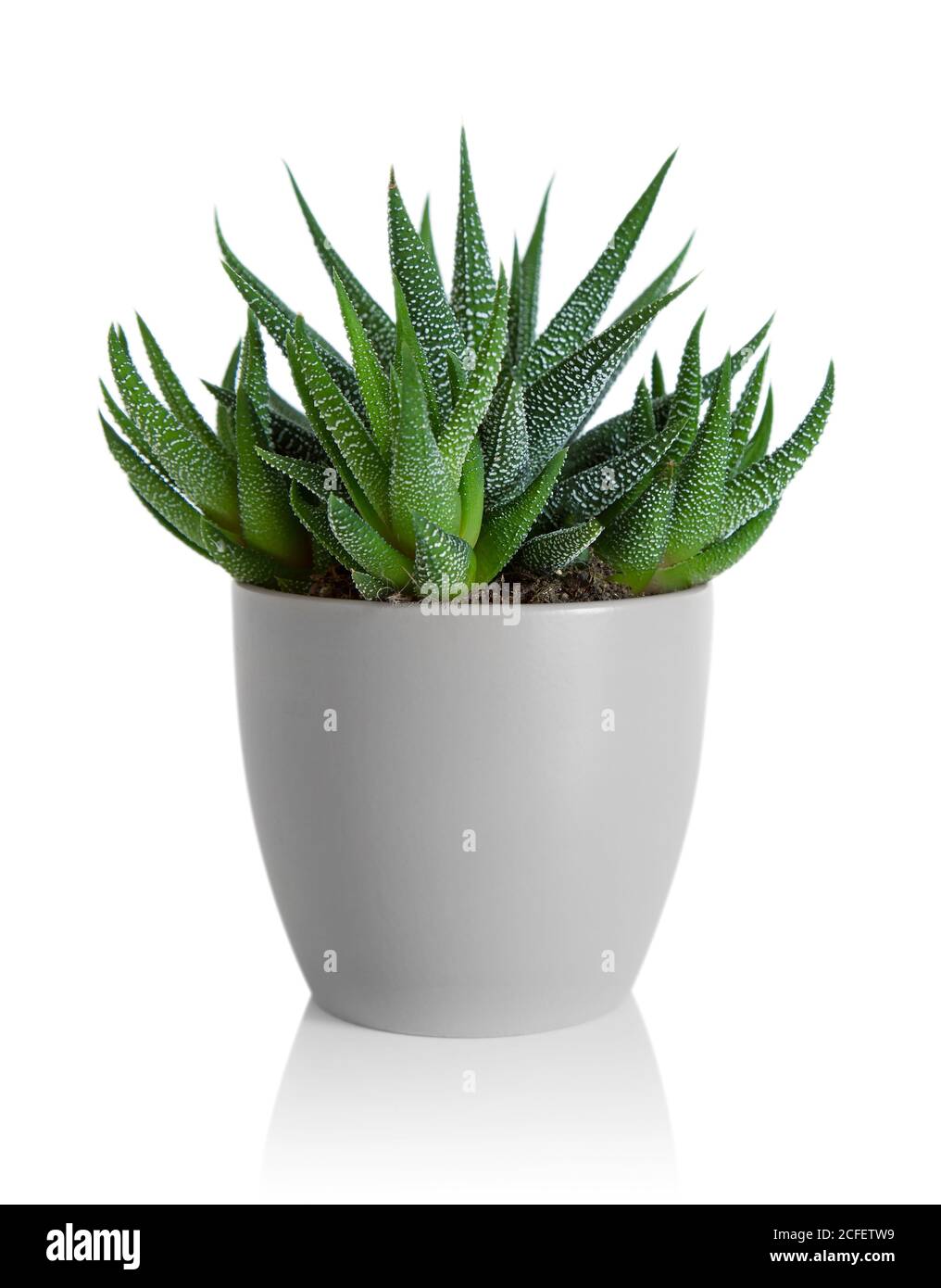 Zebra Plant succulent in grey pot isolated on white Stock Photo Alamy