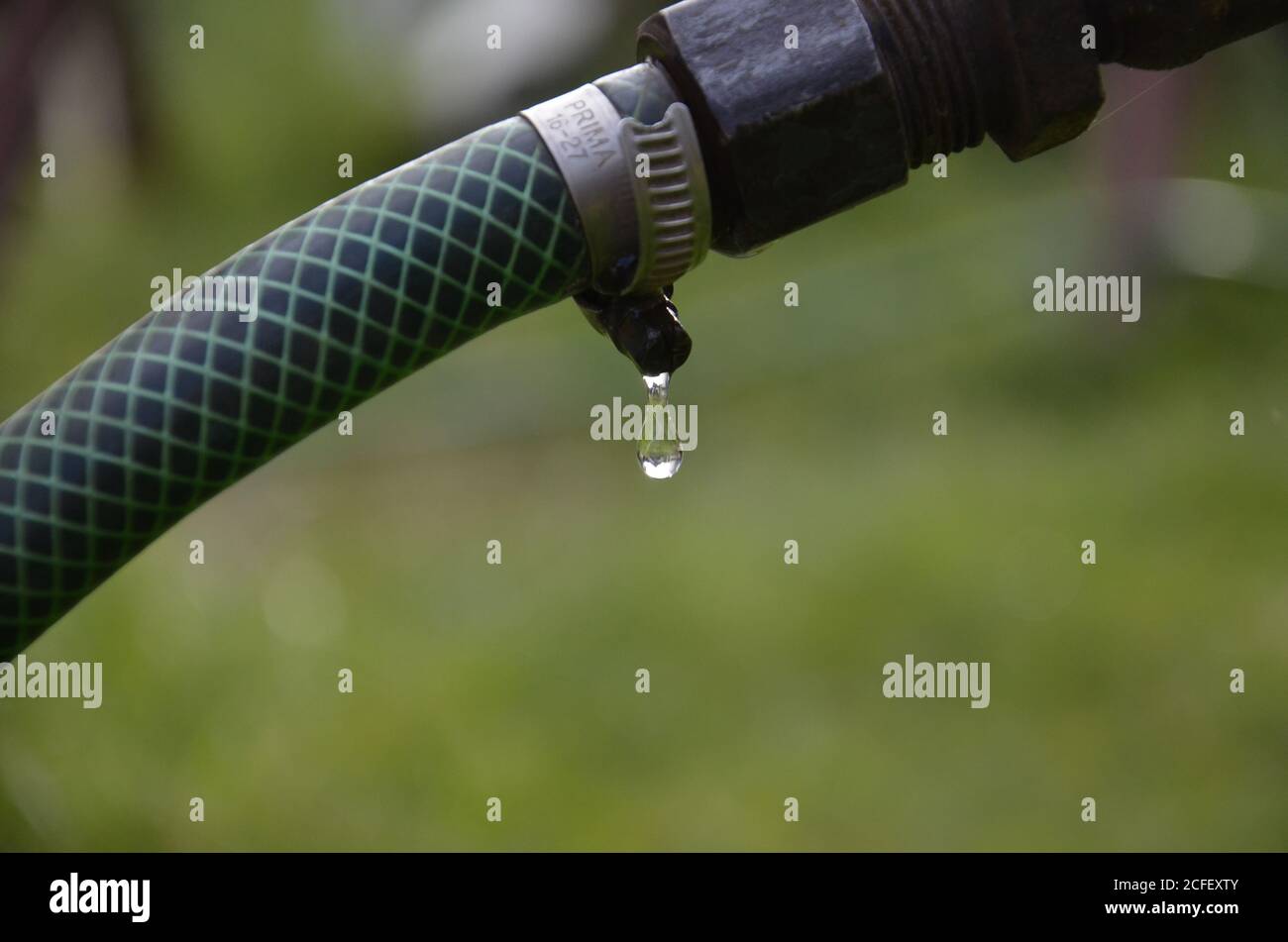 Wasting water in the garden, water leaking from a garden hose spigot.  Stock Photo