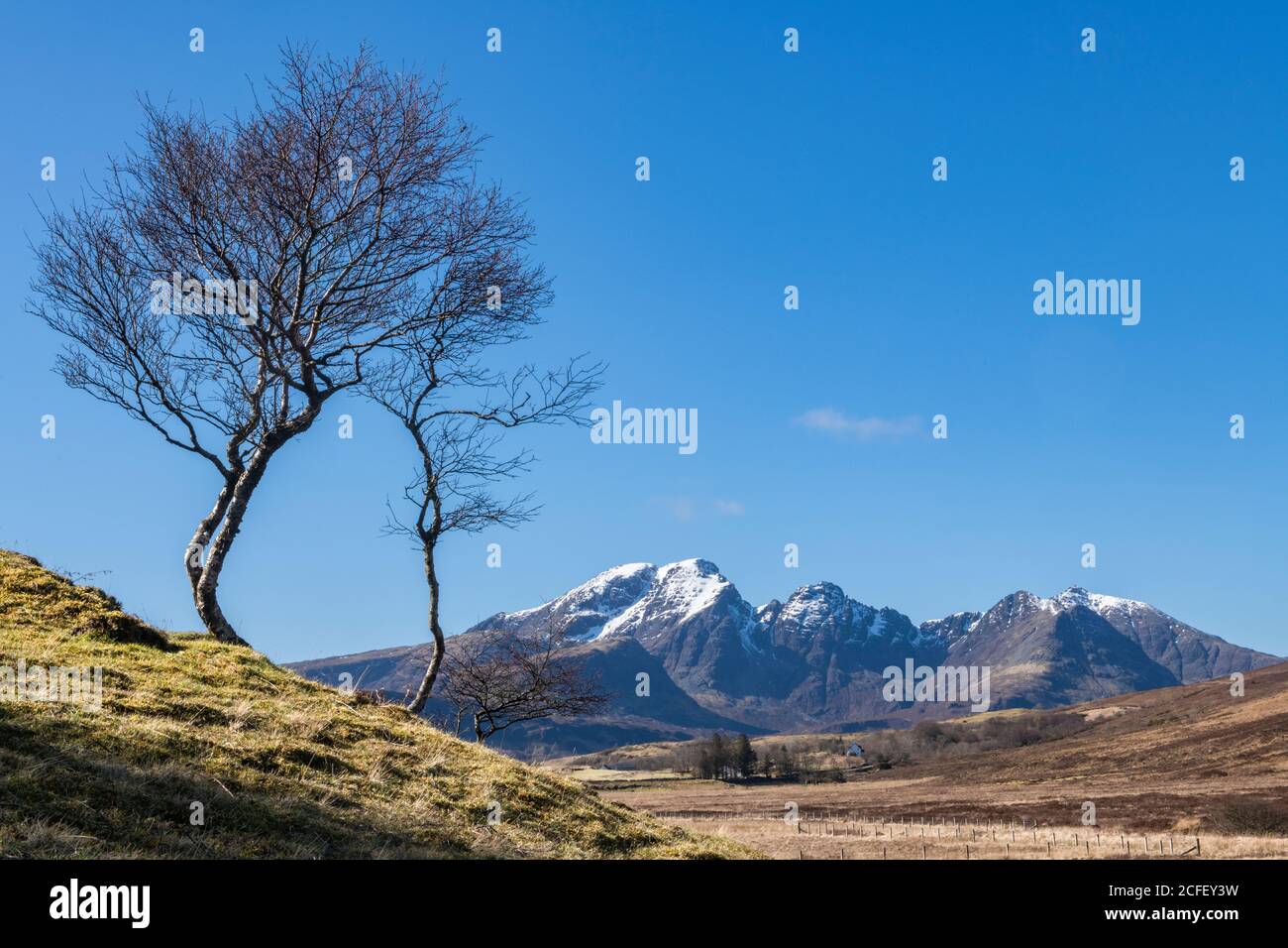 Some sparce trees on the B8083 on the Isle of Skye with snow capped mountains in the background Stock Photo