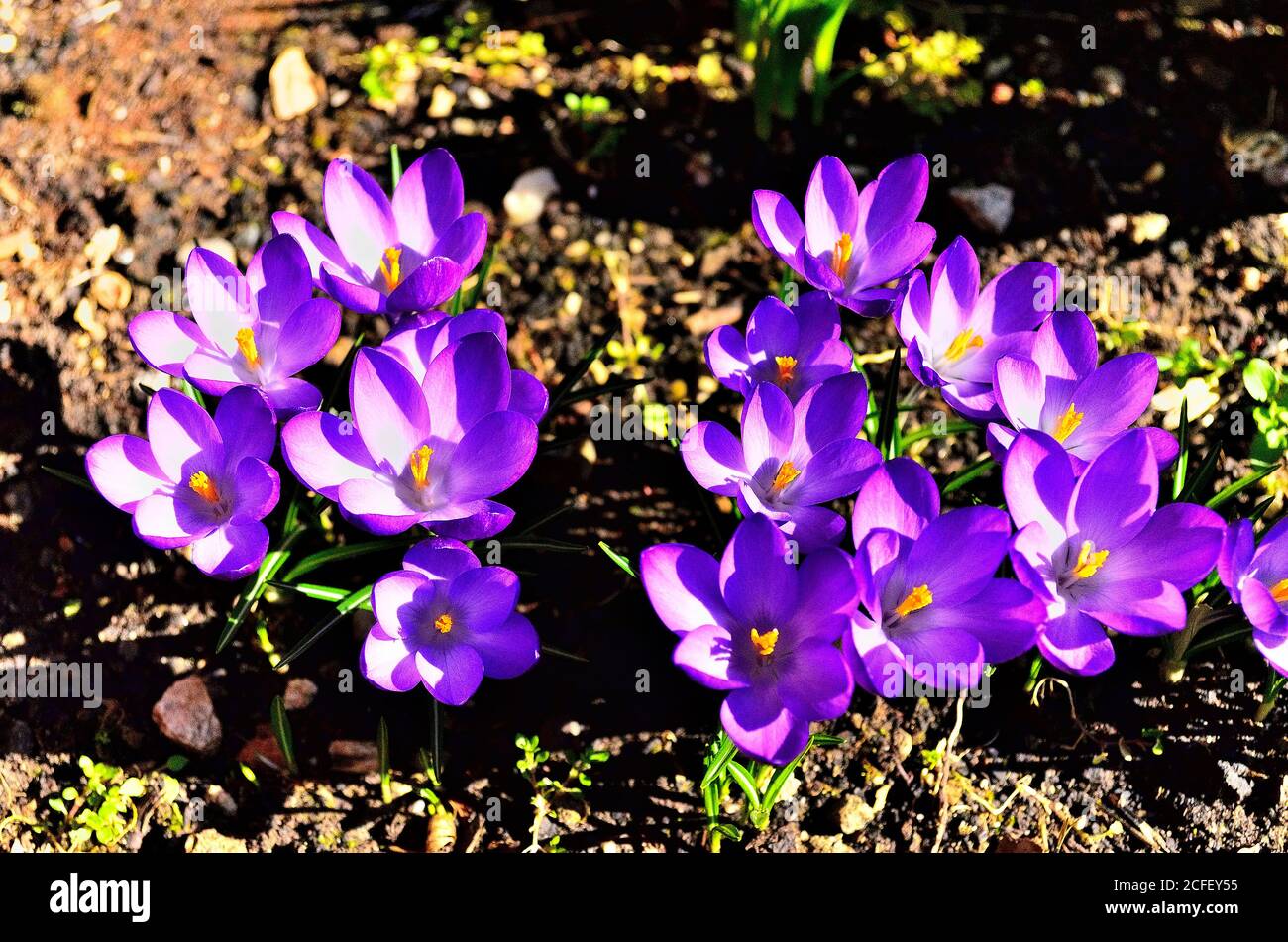 Green grass purple flowers in hi-res stock photography and images - Alamy